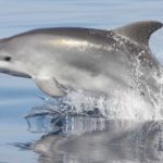 Excursion bateau Golfo Aranci observation de dauphins